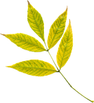 autumn, leaves, yellow leaves, yellow, autumn leaf, plant, nature, clipart, png